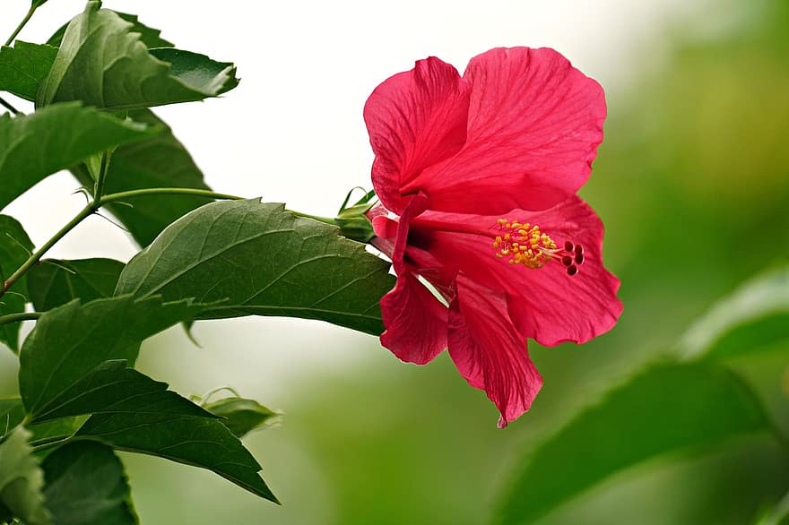 Hibiscus, rozā Hibiscus, rozā zieds, dārzs, zieds, flora, tuvplāns, augu, lapas, vasarā, ziedlapiņa