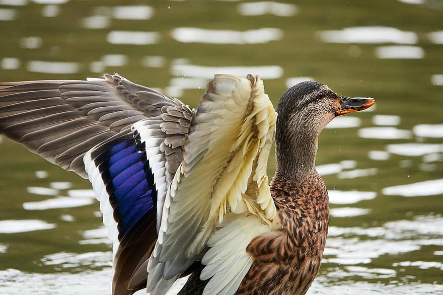 патица, птица, крила, пера, перушина, езеро, дива патица, езерце, паток, водна птица, вода