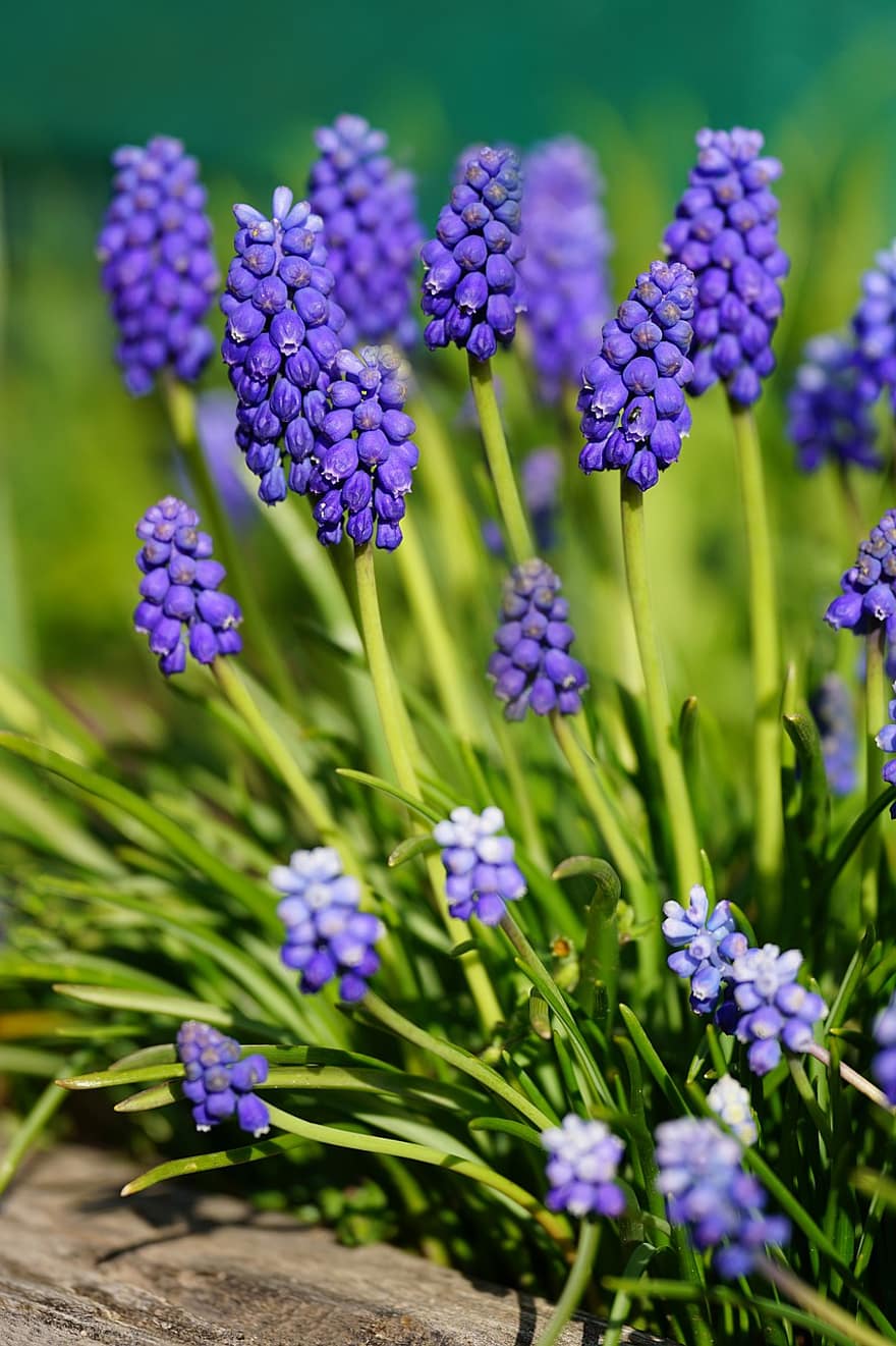 primăvară, floare, Zambile de struguri, a inflori, inflori, botanică, grădină, natură