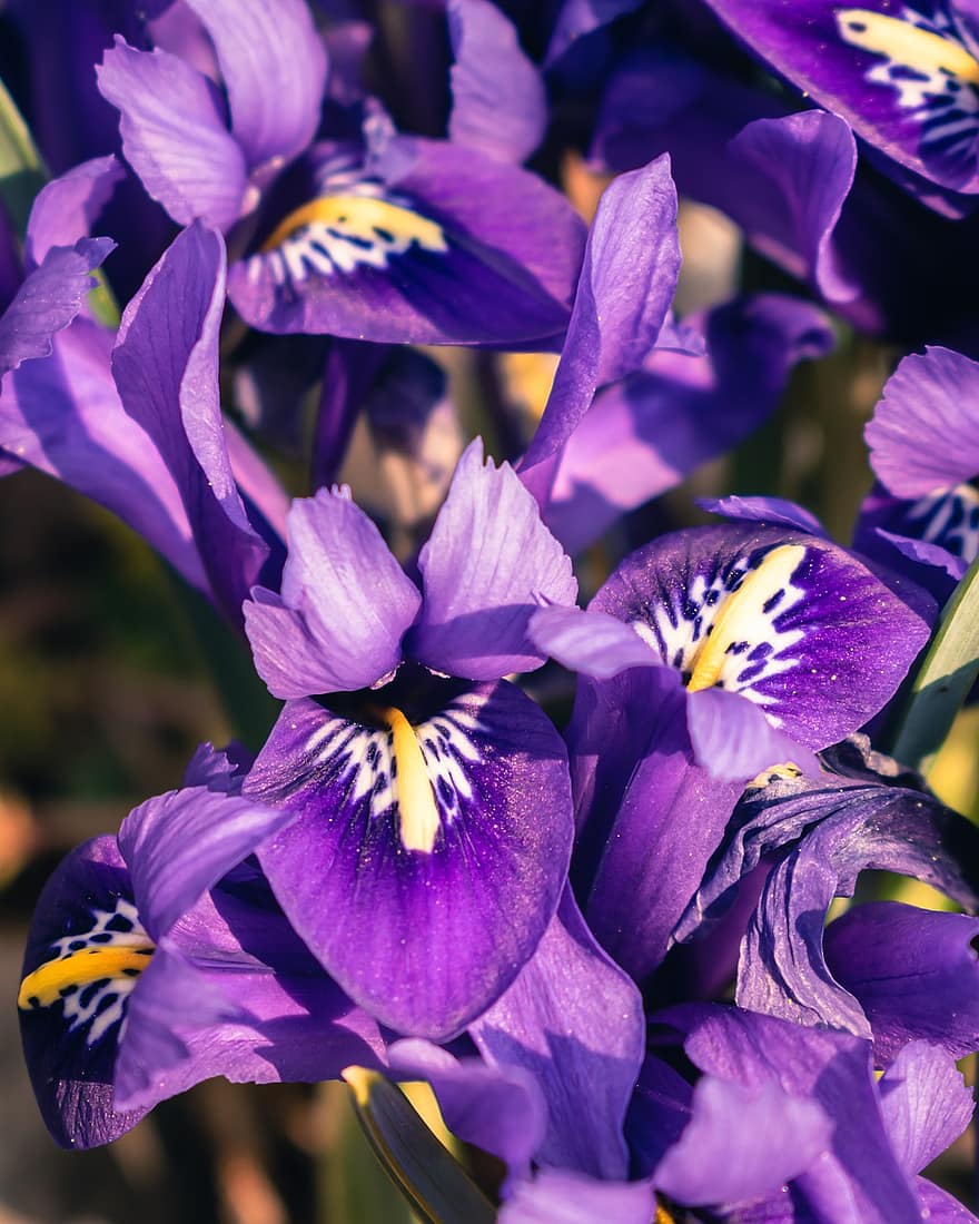 Netted Iris, những bông hoa, cây, cánh hoa, hoa, nở hoa, tươi, hệ thực vật, Thiên nhiên, sự phát triển, vườn