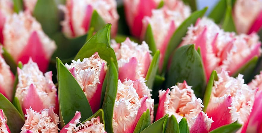 fiore, tulipani, fiorire, fioritura, flora, natura, petali, tulipano, testa di fiore, pianta, foglia