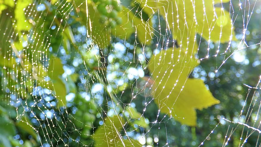 örümcek ağı, doğa