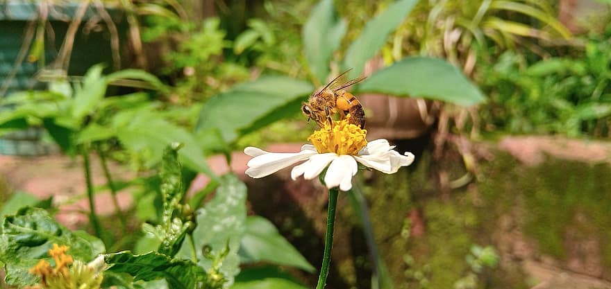 bi, blomma, pollen, pollinera, pollinering, insekt, vit blomma, kronblad, vita kronblad, Hymenoptera, flora