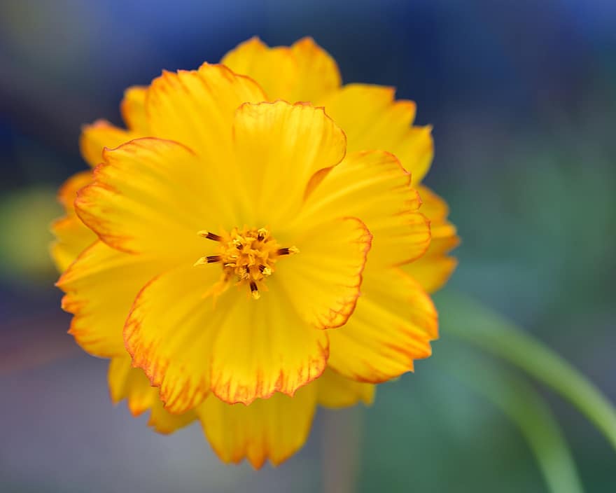 Flower, Sulfur Cosmos, Bloom, Blossom, Flora, Plant, Botany, Nature, Horticulture, Floriculture
