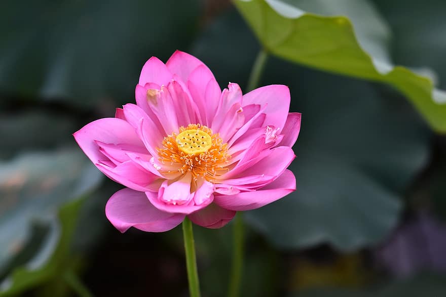 Lotus, Blume, Blütenblätter, pinke Blume, Seerose, Indischer Lotus, heiliger Lotus, Bohne von Indien, Ägyptische Bohne, blühen, blühende Pflanze