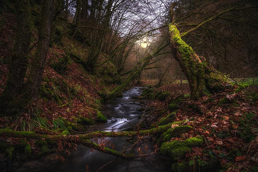 Stream, River, Forest, Creek, Water, Trees, Woods, Environment, Nature, Wilderness