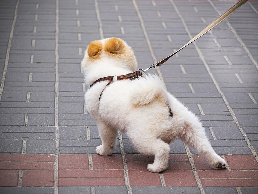 anjing, Keluar Untuk Jalan-jalan, anjing yang diikat dengan tali, di luar rumah, trotoar