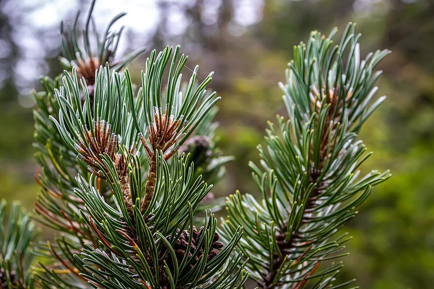 Pine, Branch, Plant, Conifer, Needles, Pointed, Nature, Evergreen, Wood, Decorative