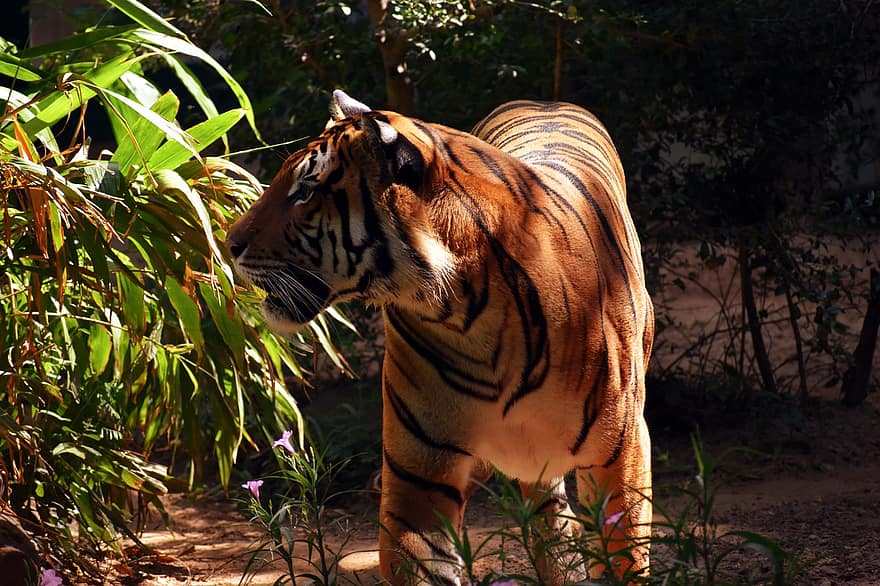 eläin, tiikeri, nisäkäs, villieläimet, lihansyöjä, malaijan tiikeri, kissa, villikissa, laji, viidakko, elinympäristö