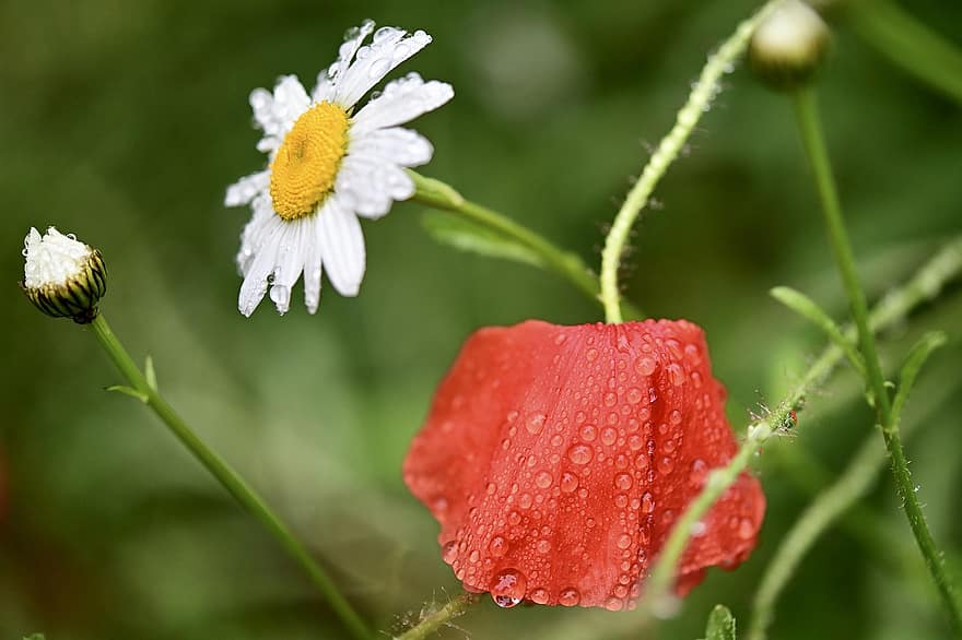 Poppy, Daisy, Flower Meadow, Pointed Flower, Wet, Rain, Raindrop, Garden, Red, White, Blossom