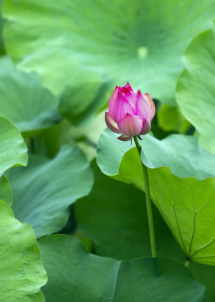 Lotus, Blume, Rosa, pinke Blume, Lotus Blume, Lotus verlässt, blühen, Blütenblätter, rosa Blütenblätter, Flora, Wasserpflanze