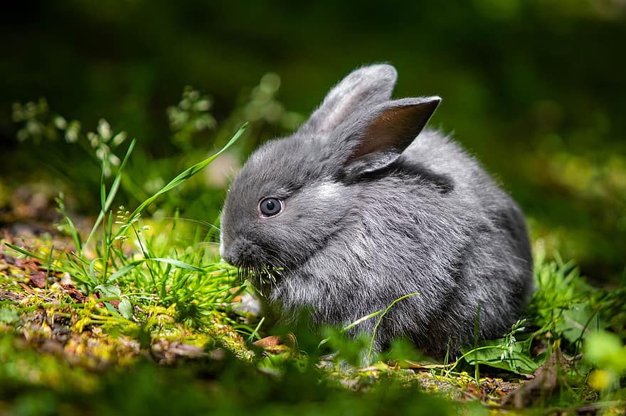 Chinchilla kanin, kanin, sällskapsdjur, baby kanin, djur-, däggdjur, vilda djur och växter, fluffig, söt, gräs, äng