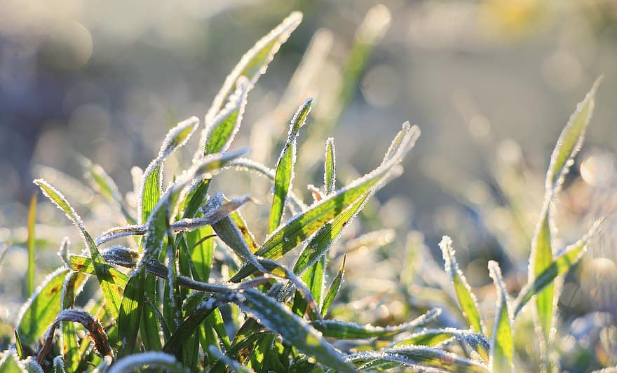 Grass, Frost, Cold, Winter, Season, Field, close-up, plant, green color, summer, leaf