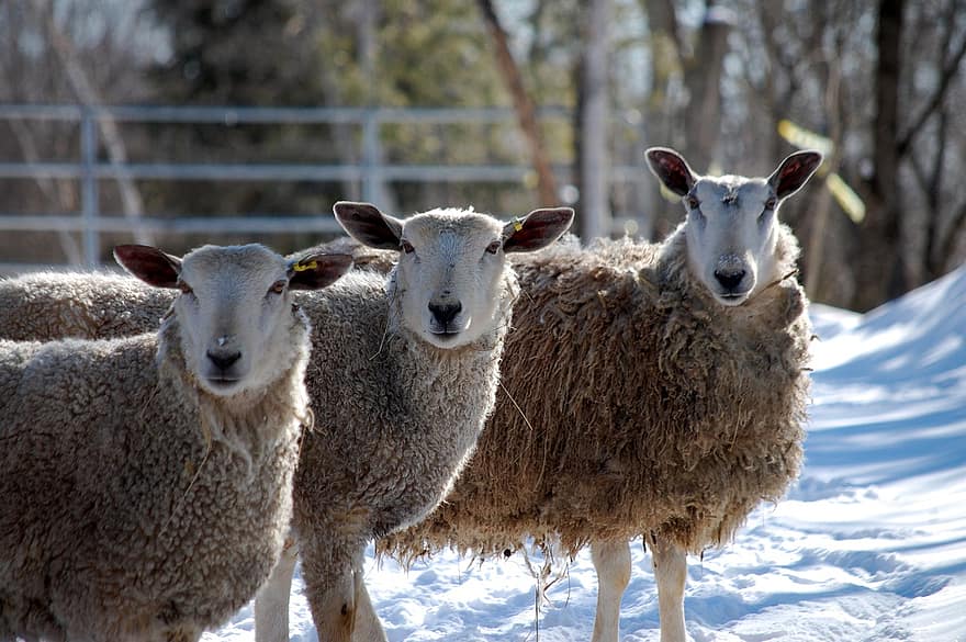 овець, скотарство, ферми, тварина, сільській місцевості
