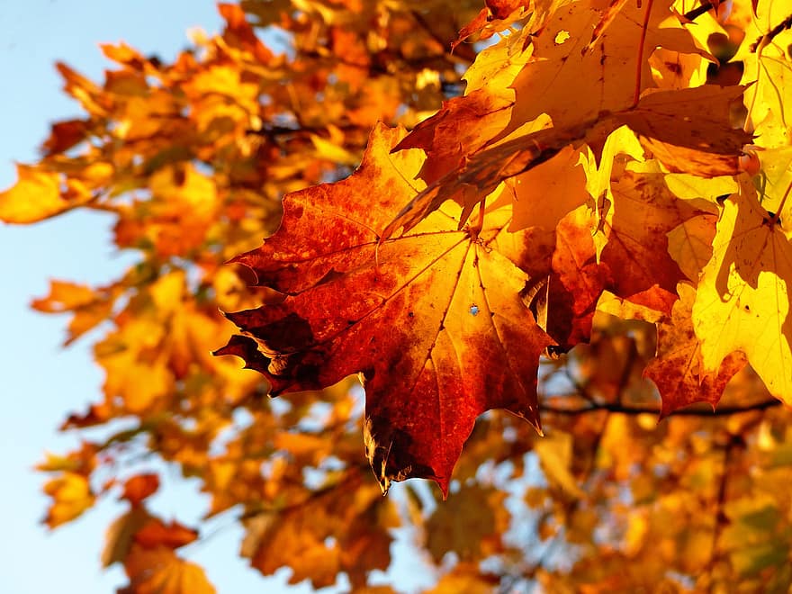 érable, l'automne, feuilles, feuillage, feuilles d'automne, feuillage d'automne, saison de l'automne, la nature, feuille, jaune, saison