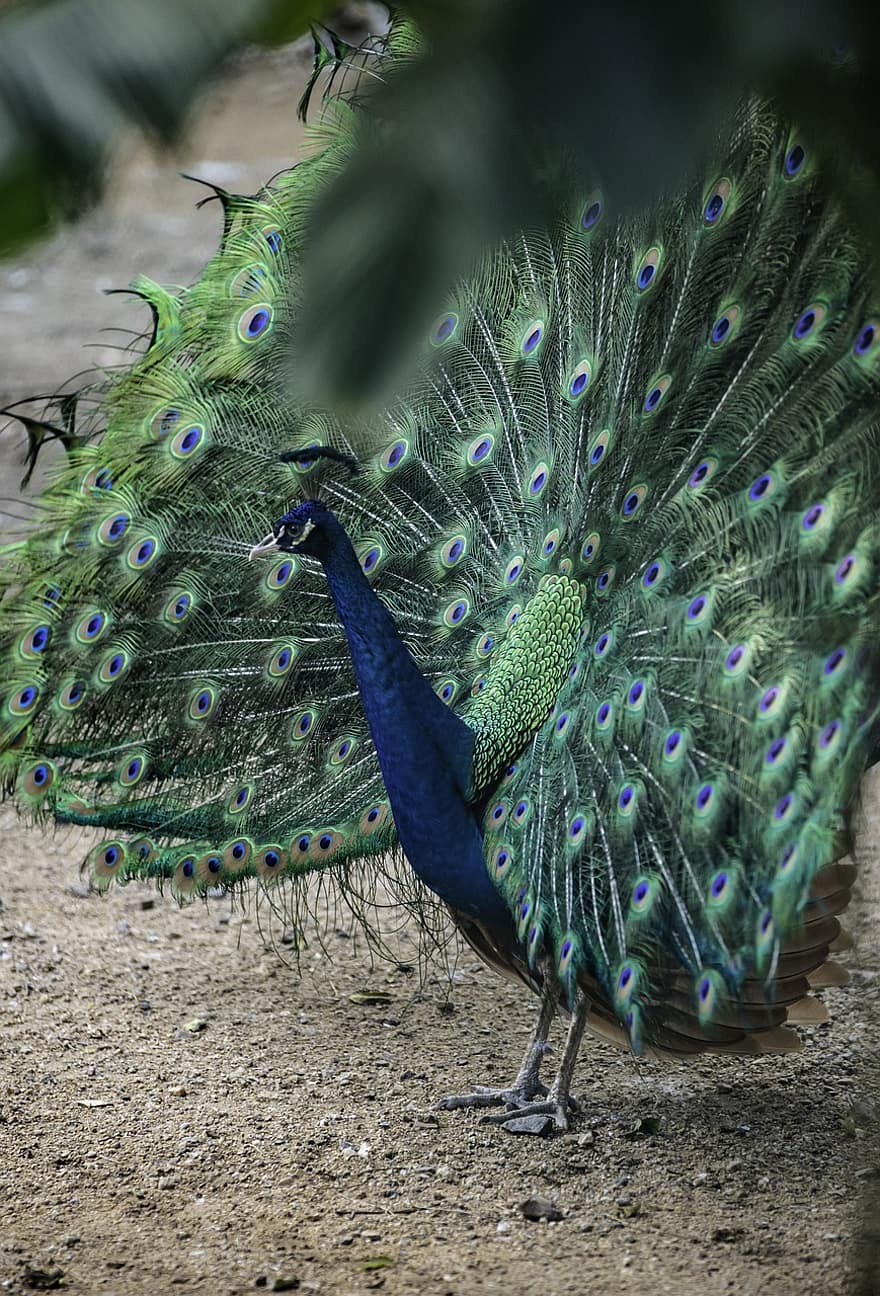 鳥、孔雀、動物、フェザー、マルチカラー、青、緑色、くちばし、雄の動物、尾、閉じる