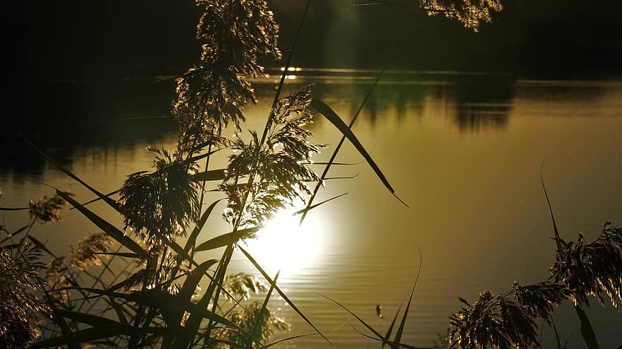 Lake, Field, Sunset, Spikes, Water, Sun, Nature