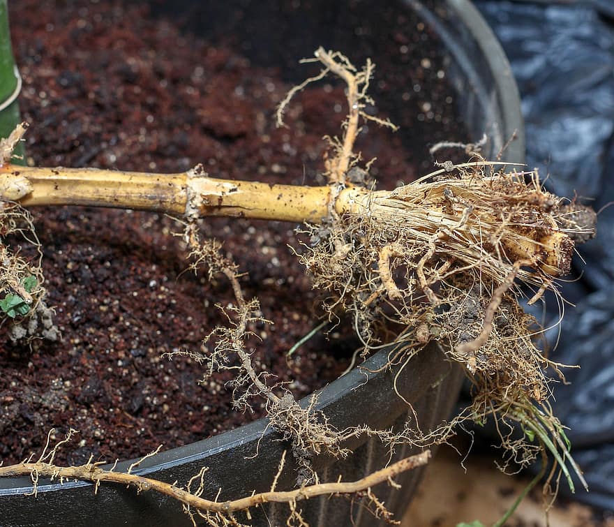 根茎、竹、伝搬、土壌
