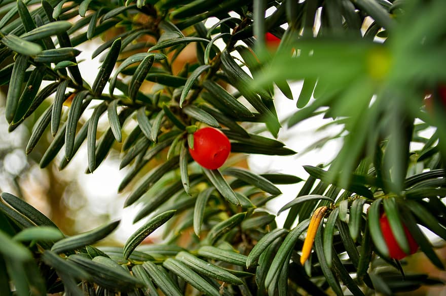 Yew, Needles, Cone, Leaves, Berry, Red Fruit, Branch, Conifer, Evergreen, Plant, Tree