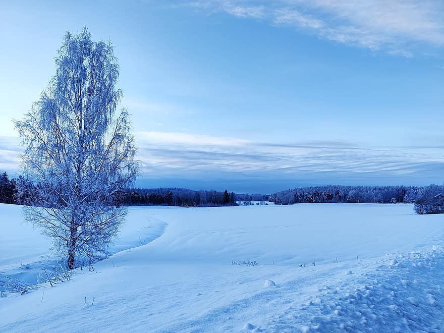 fält, vinter-, snö, träd, frost, is, frysta, snöig, kall, vintrig, snölandskap