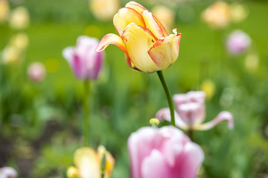 tulipaner, blomst, plante, kronblade, flor, flora, eng, forår, natur, sommer, blomsterhoved