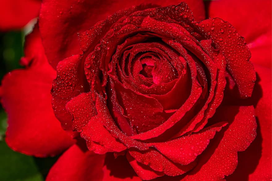 ruusu-, punainen, kukka, kukinta, rakkaus, kauneus, nousi kukinta, kaunis, terälehdet, mielitietty, Ystävänpäivä