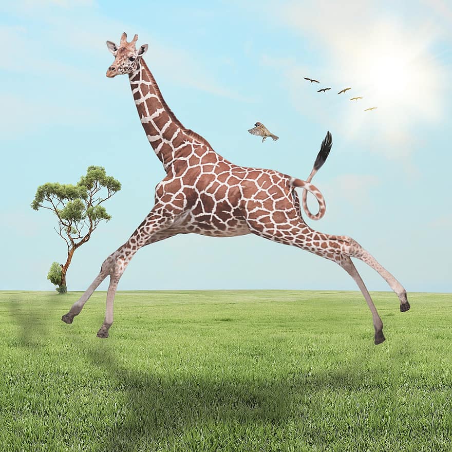 жираф, скок, поле, африка, диво животно, савана, трева, пасище, манипулиране на снимки