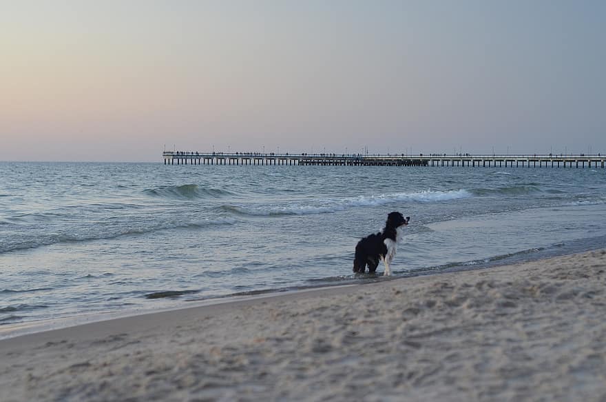 suns, pludmale, jūra, pet, smiltis, dzīvnieku, ūdens, vasarā