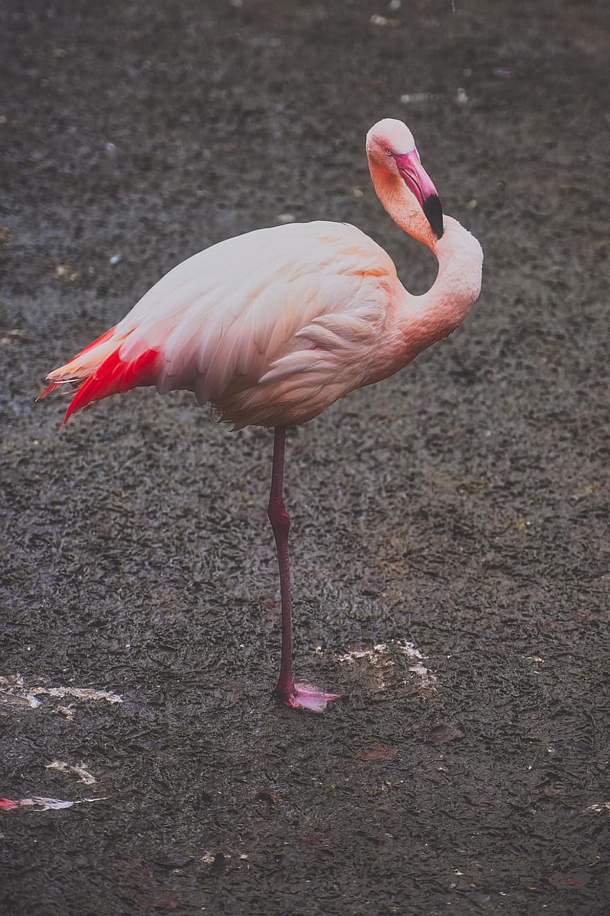 flamingo, burung, alam, bulu, paruh, binatang di alam liar, multi-warna, warna merah jambu, merapatkan, iklim tropis, musim panas