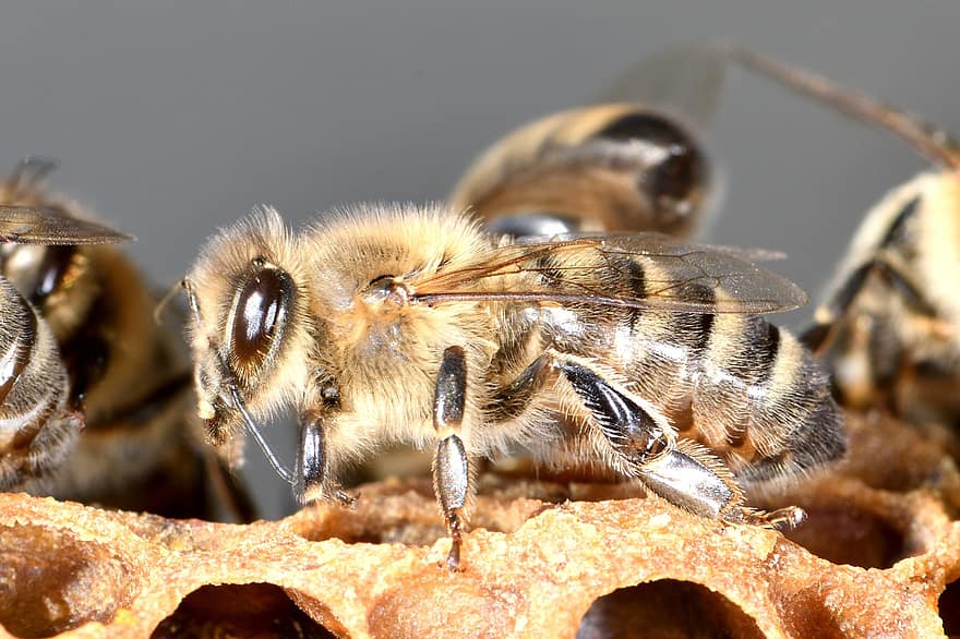bier, birøkt, insekt, vinger, honning kam, honning, honningbie, dyr, dronning, carnica, natur