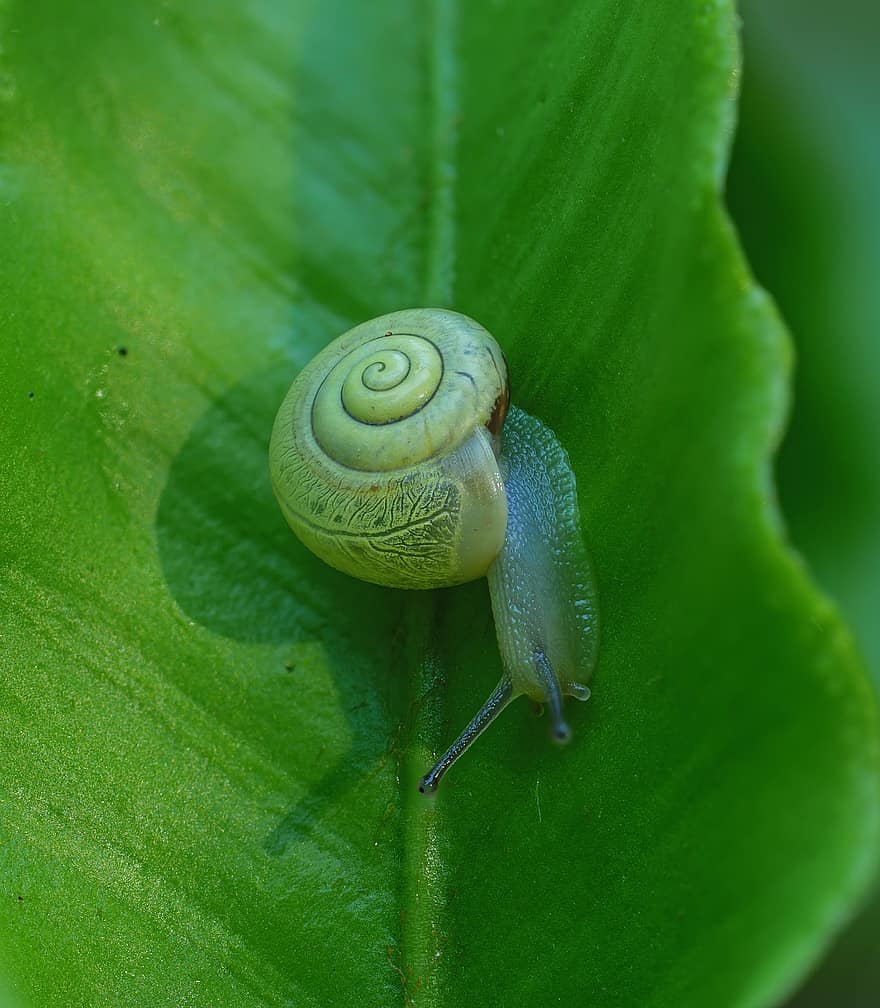 Snail, Shell, Sneak, close-up, slimy, macro, green color, slow, gastropod, crawling, mollusk