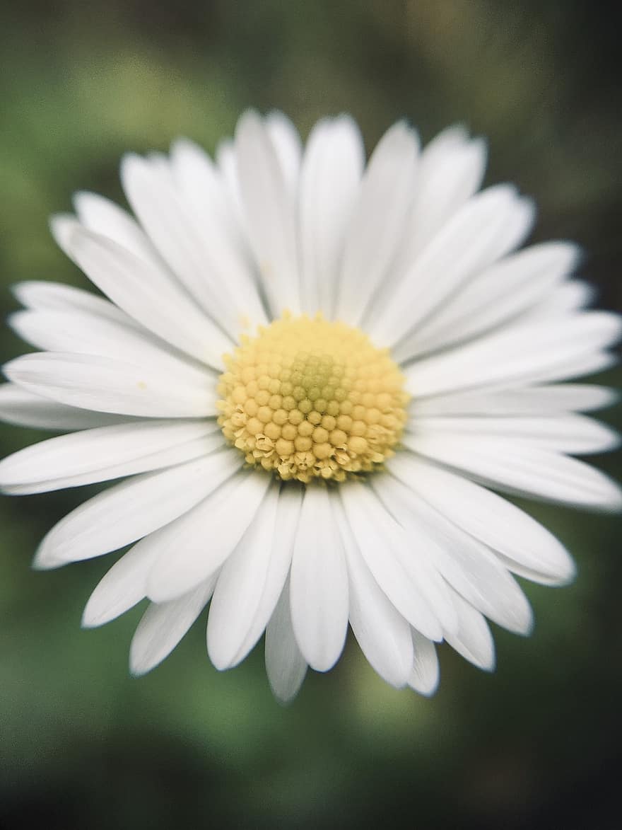 Daisy, Flower, Plant, White Flower, Petals, Bloom, Flora, Nature, close-up, summer, petal