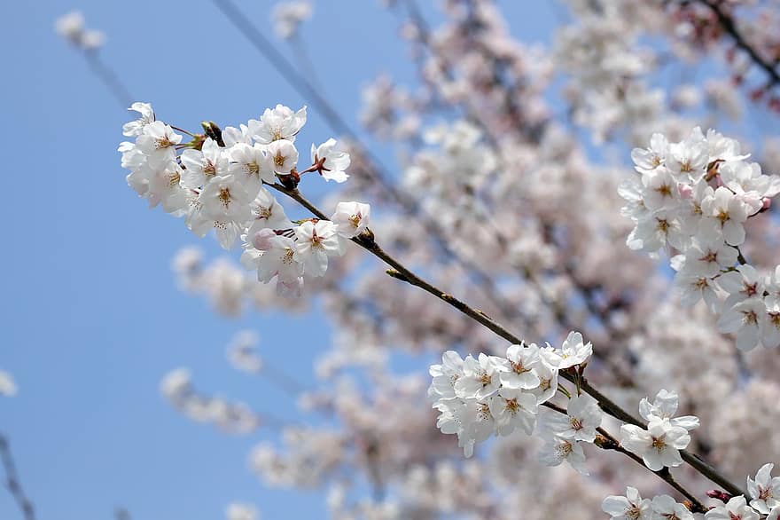 cseresznye virágok, Sakura, virágok, természet, bezár, tavaszi, tavasz, ág, virág, évszak, virágzik