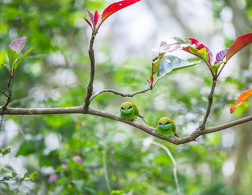 kuşlar, Asya Yeşil Arı Kuşu, ornitoloji, Türler, fauna, kuş, hayvan, yaban hayatı
