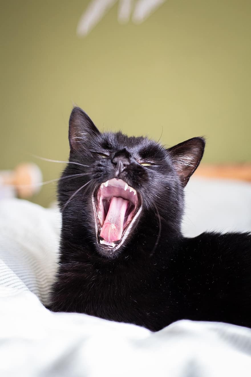 Cat, Black Cat, Yawn, Pet, Portrait, Yawning, Cozy, Animal, Domestic Cat, Feline, Mammal