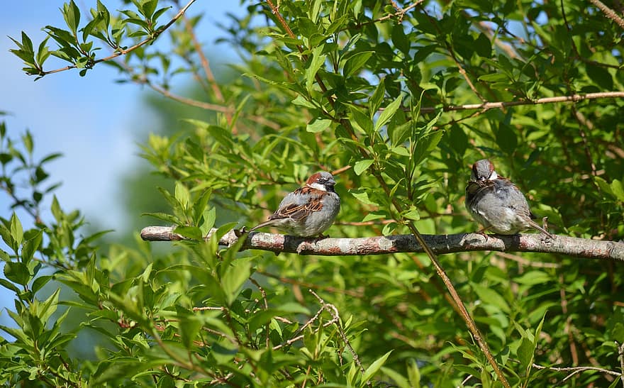 Sparrows, Birds, Animals, Nature, Birdwatching, Wildlife, House Sparrows, Bird Species, Songbirds, beak, branch