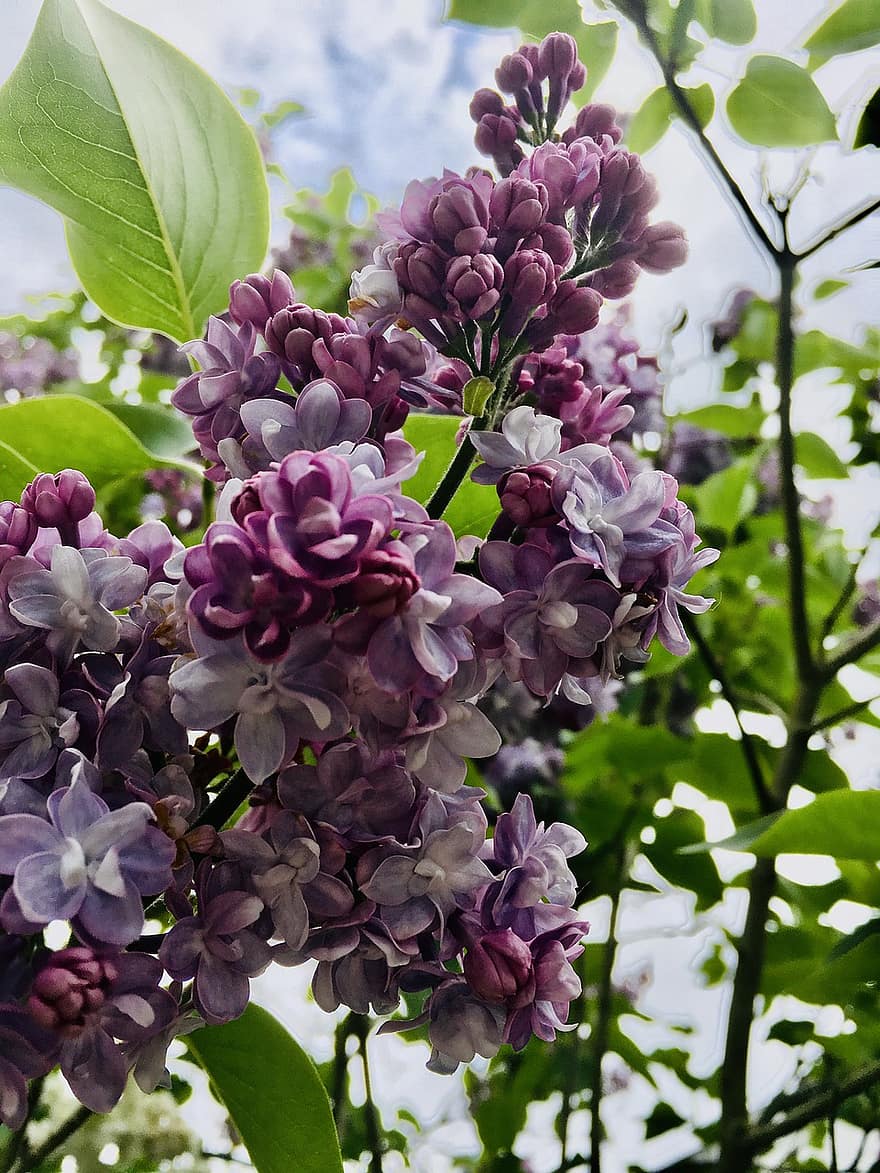ライラック、フラワーズ、工場、紫色の花、花びら、芽、咲く、葉、自然