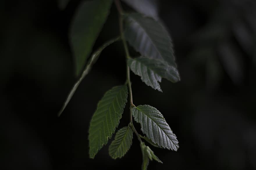 Leaves, Green Leaves, Plant, Tree, Branch, Greenery, Leafage, Foliage, Nature, Dark
