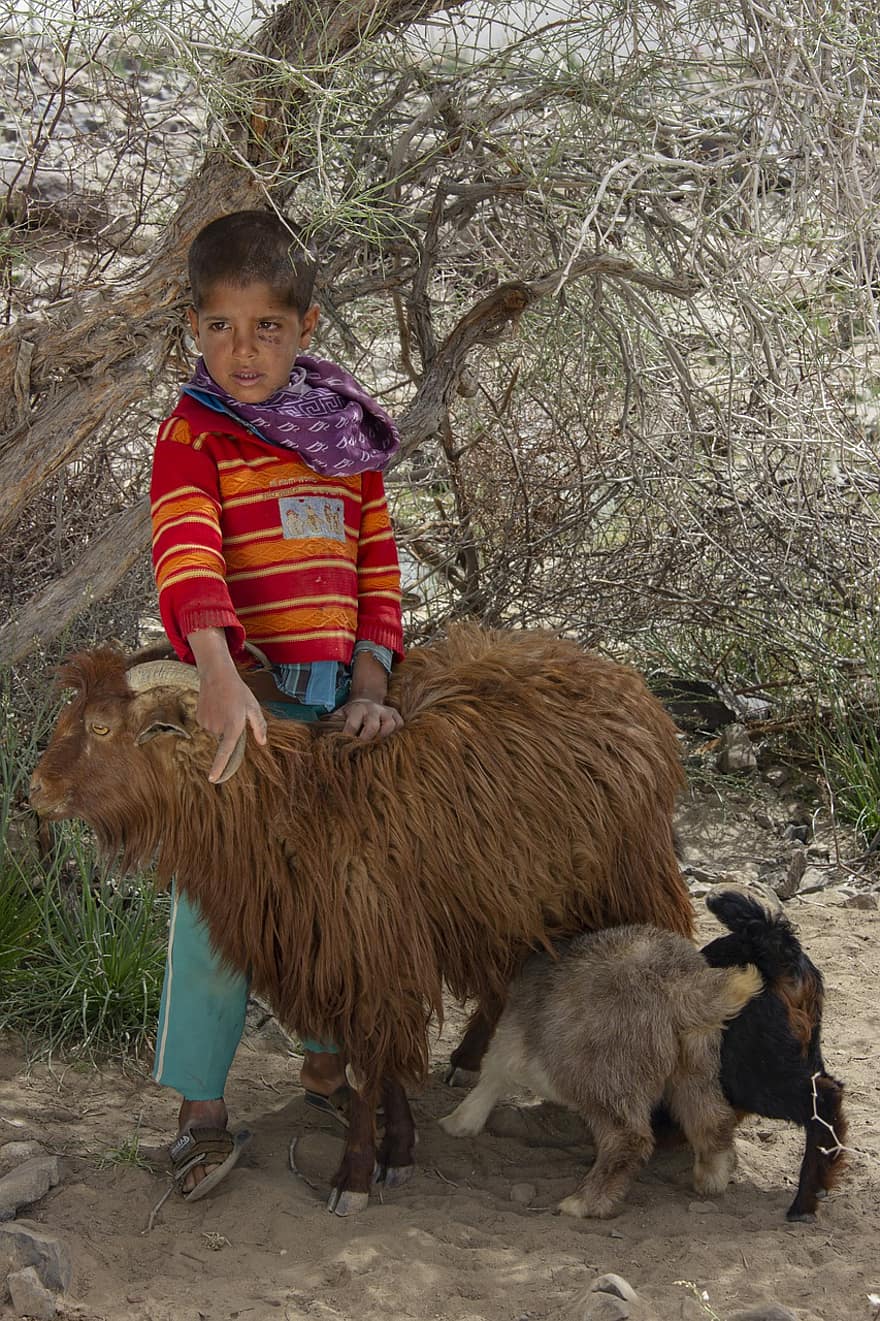 anak laki-laki, anak, domba, binatang, muda, di luar rumah, persia, Iran, kehidupan, orang baloch, provinsi sistan dan baluchestan