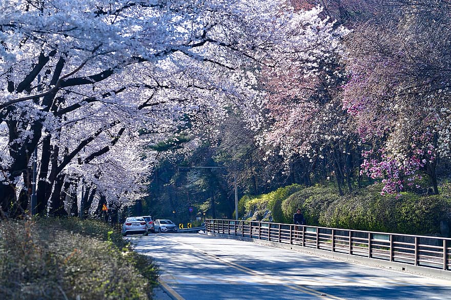 třešňové květy, silnice, stromy, listy, květiny, jaro, vozovka, řídit, asfaltová silnice