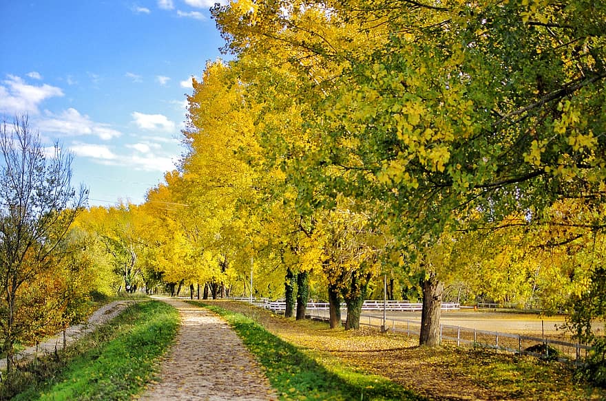 park, verona, podzim, Tyrolsko, stromy, krajina, žlutá, list, strom, sezóna, les