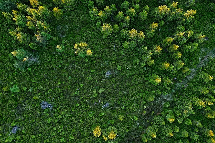 bosque, naturaleza, arboles, vista aérea