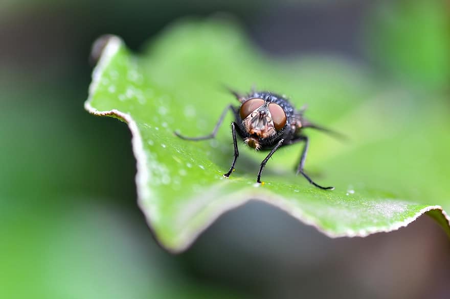 Fly, Insect, Leaf, Animal, Nature
