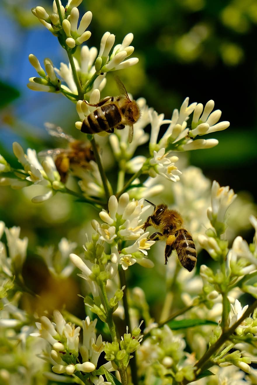 pszczoły, owady, zapylać, zapylanie, kwiaty, skrzydlate owady, skrzydełka, Natura, błonkoskrzydłe, entomologia