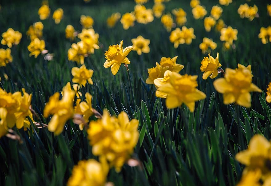 Daffodils, Flowers, Meadow, Yellow Flowers, Spring Flowers, Spring, Bloom, Flora, Plants, Field