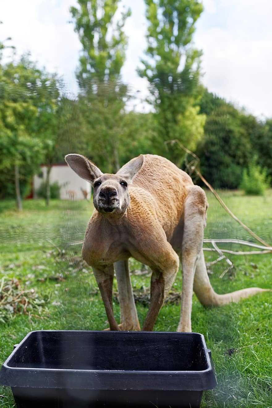 kenguru, okse, dyr, dyreliv, pungdyr, pattedyr, container, dyrehage, søt, gress, kjæledyr