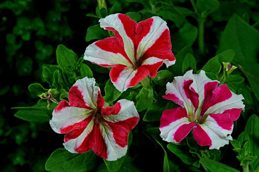 Flowers, Petunia, Flora, Nature, Bloom, Blossom, Botany, Growth