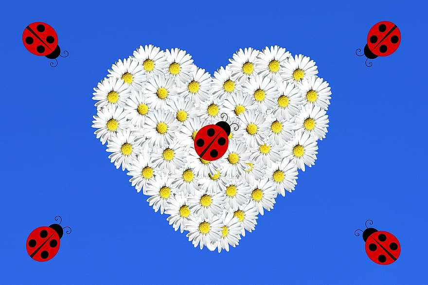 Daisy, Heart, Ladybug, Flowers, Insect, Flower Heart, Spring, Symbol, Love