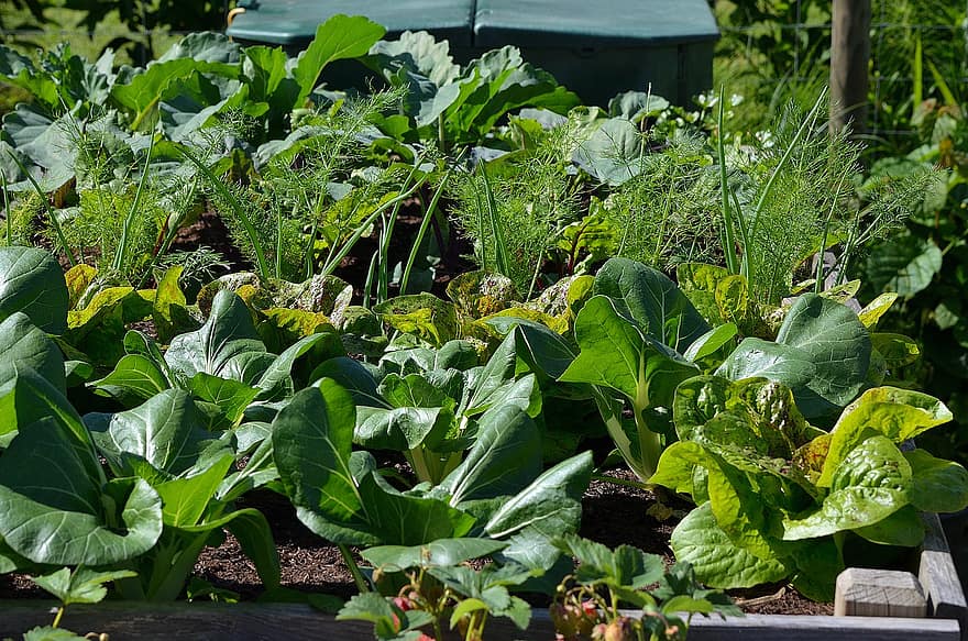grădină, legume, gradina de legume, natură, frunze, plantă, agricultură, prospeţime, Culoarea verde, creştere, fermă