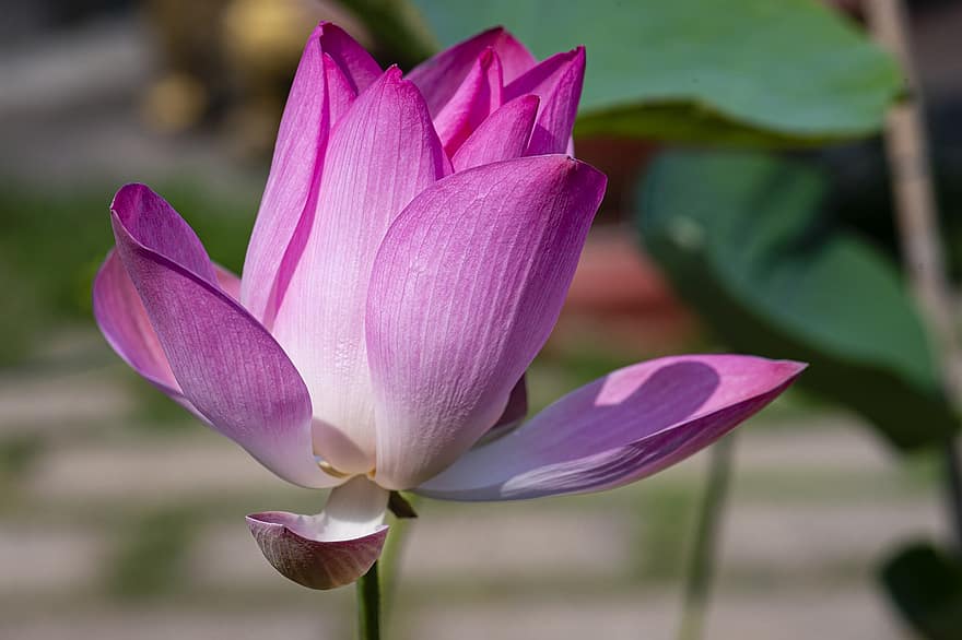 lotus, bloem, fabriek, bloemblaadjes, Waterlelie, roze lotus, roze bloem, bloeien, waterplant, flora, mooi